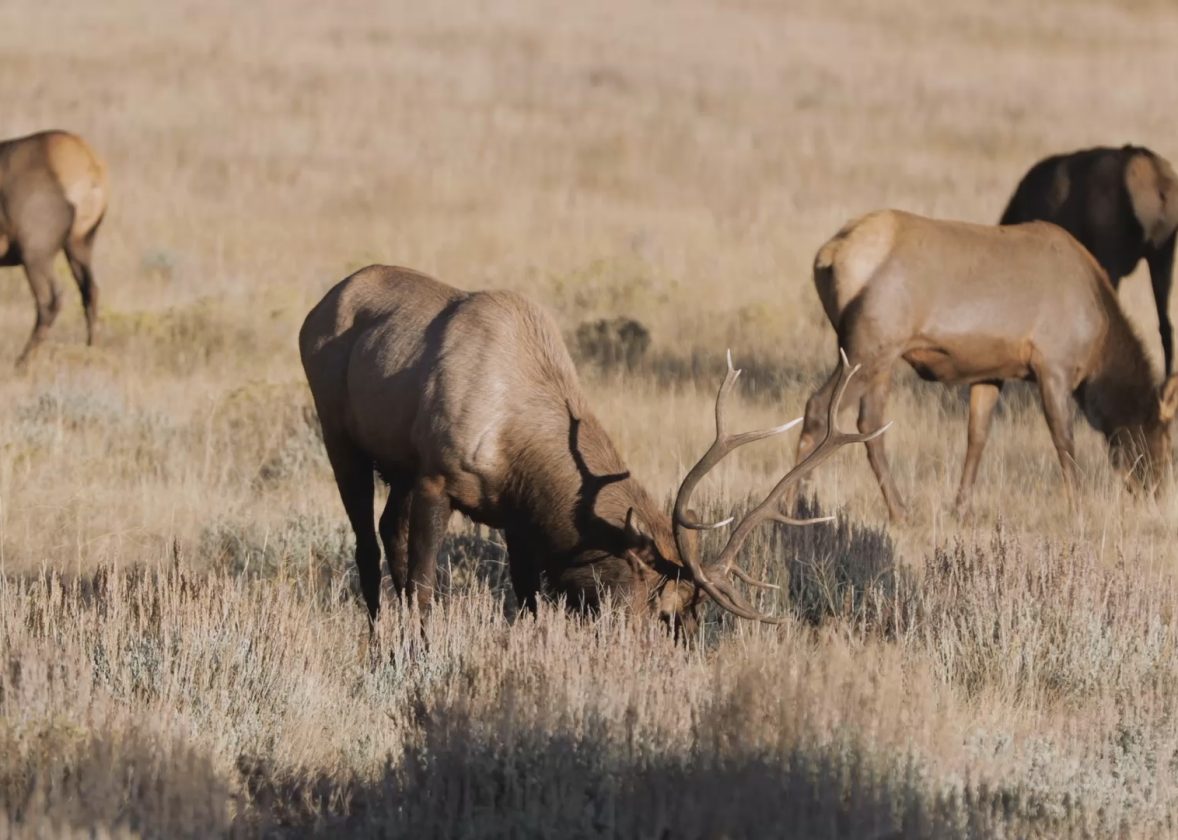 Red Deer and Elk Hunting in Poplarville, Mississippi