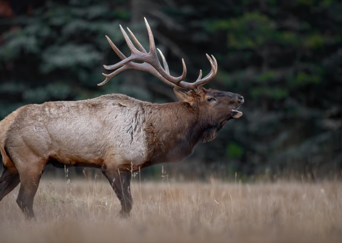 Hunter’s Bluff as a Venue for Corporate Nature Retreats